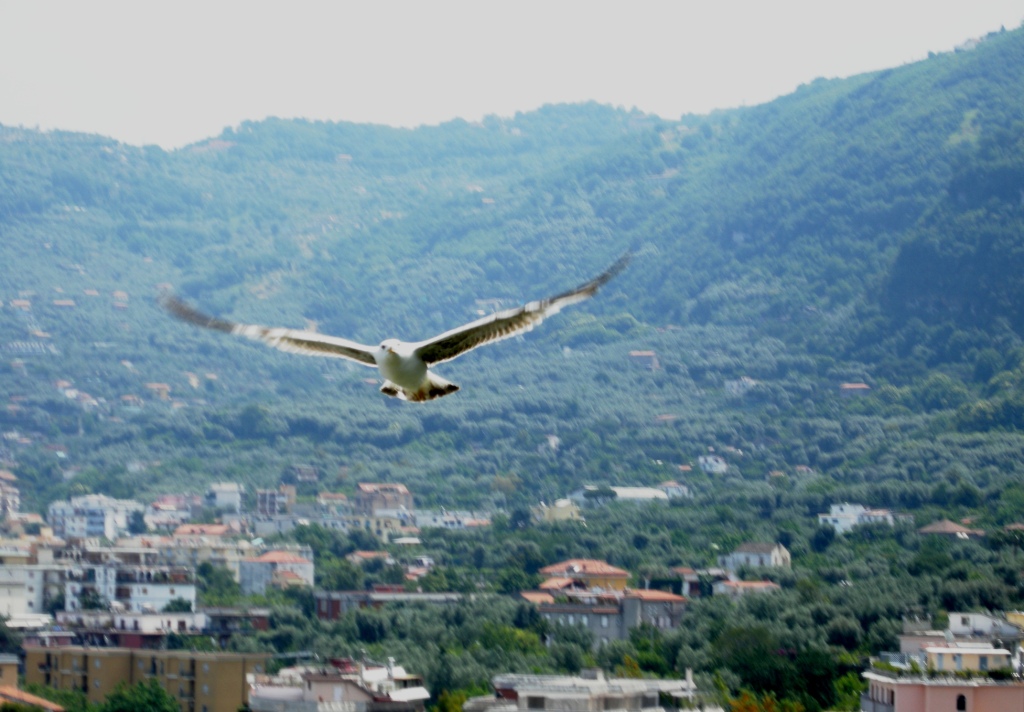 Gabbiano comune
